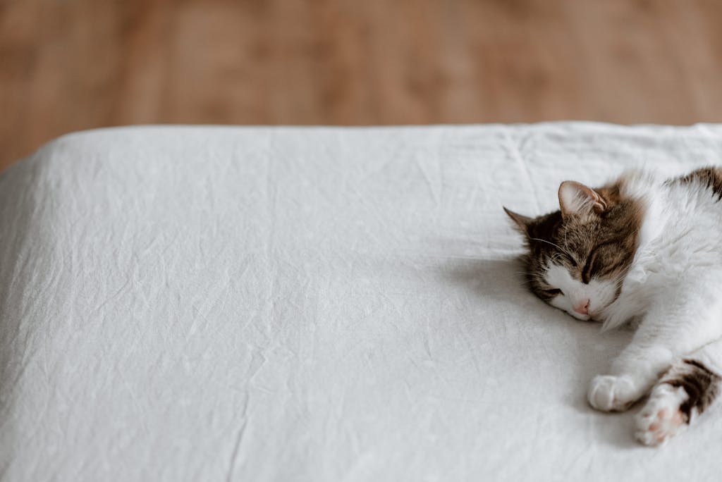 A serene sleeping cat on a white bed with ample copyspace, evoking calm and tranquility.